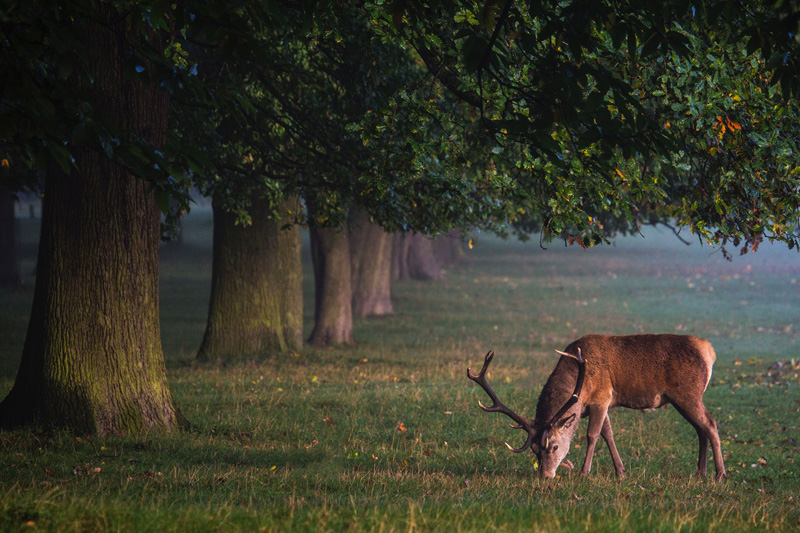 Fascinating activity of deers in autumn.